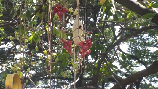 Kigelia Africana – African Sausage Tree Bonsai Seeds