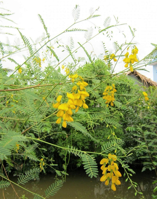 Sesbania Bispinosa – Edible Multi-Purpose Shrub Seeds