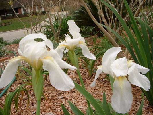 Bearded Iris White Two Rhizomes - Flower Seeds