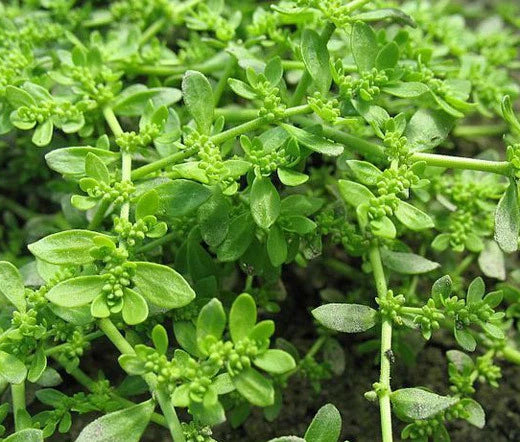 Green Carpet Rupturewort Herniaria Glabra – Groundcover Herb Seeds