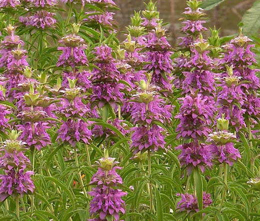 Lemon Mint Bee Balm Monarda Citriodora Fragrant Herb Seeds