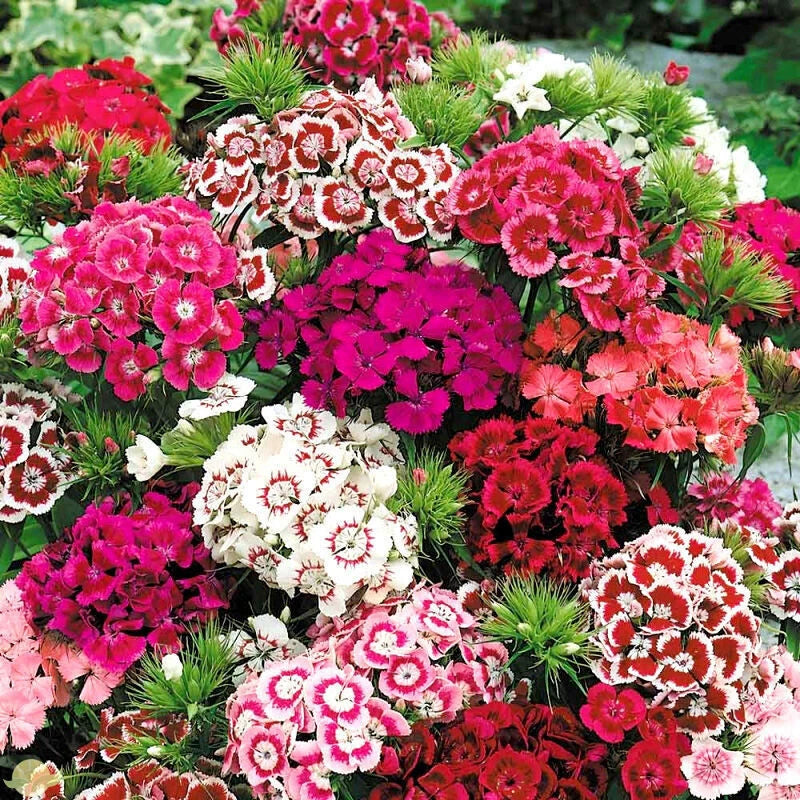 Dianthus Plumaris Double – Mixed Flower Seeds