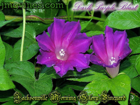 Dark Purple Blast – Garden Flower Seeds