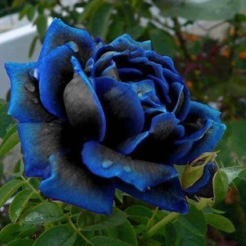 Midnight Blue Rose Flower Seeds - Perennial Flower Seeds