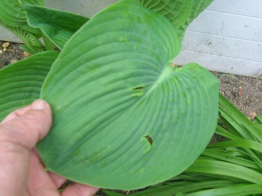 Hosta Love Pat – Frosty Blue Leaves Perennial Flower Seeds