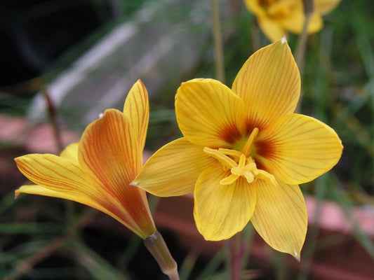 Rain Lily Habranthus Tubispathus Var Texanus New Zephyranthes