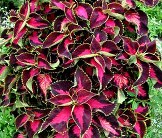 Coleus Solenostemon Scutellarioides – Chocolate Covered Cherry Garden Seeds