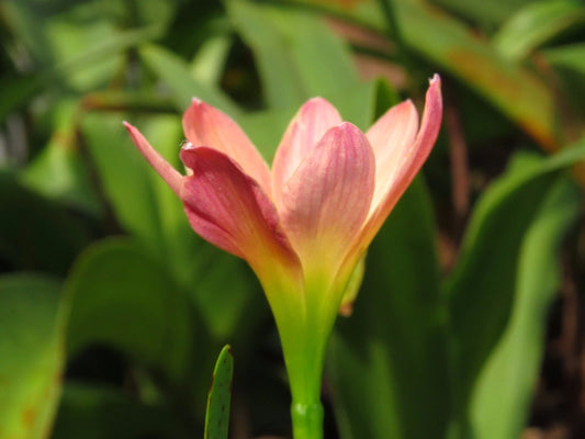 Rain Lily Zephyranthes Abacos Apricot Habranthus - Fruit Seeds