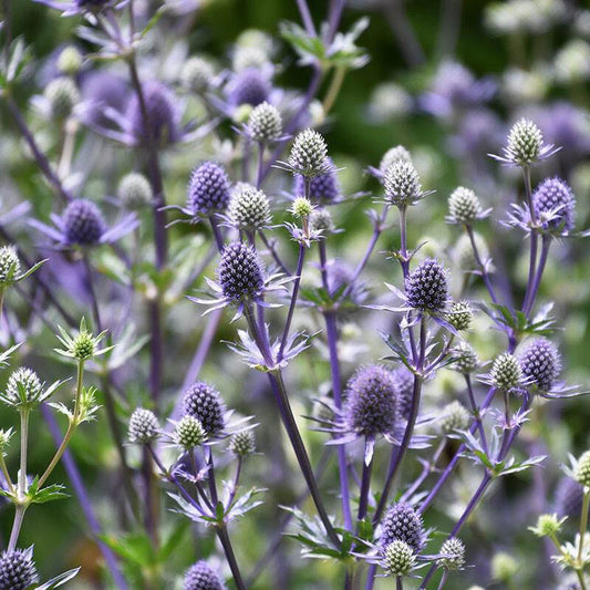 Eryngium Planum – Perennial Flat Sea Holly Seeds