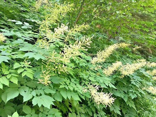 Goats Beard Aruncus Dioicus – Perennial Flower Seeds
