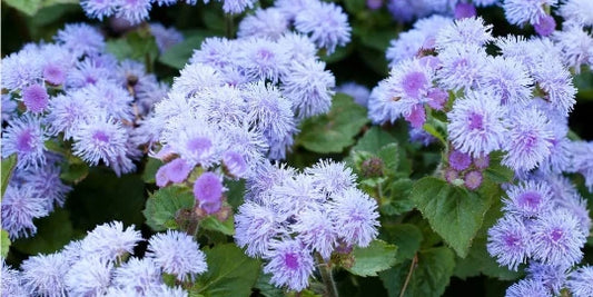 Blue Planet Flossflower Seeds for Planting Ageratum houstonianum