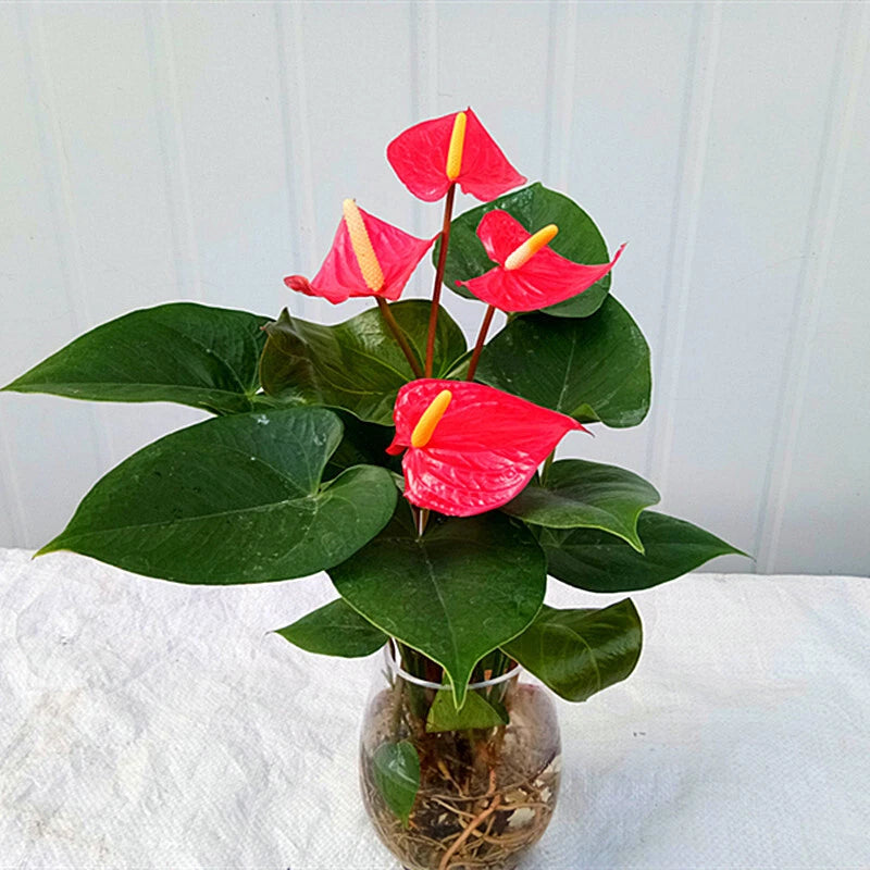 Anthurium – Indoor Houseplant Long Blooming Flower Seeds