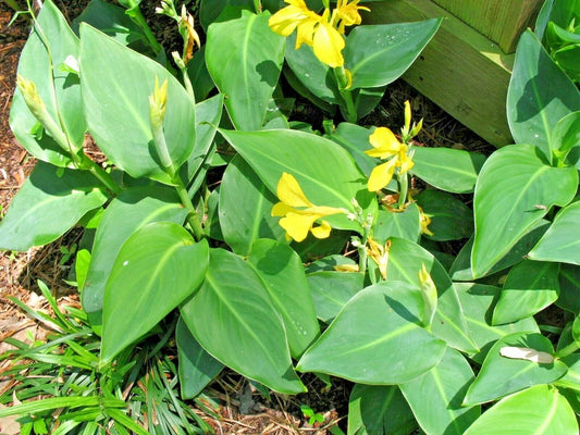 Dwarf Yellow Canna – Compact Garden Flower Seeds