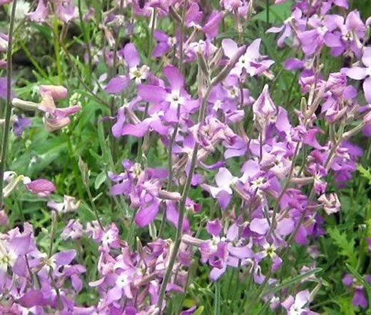 Night Scented Stock Matthiola Bicornis – Fragrant Garden Flower Seeds