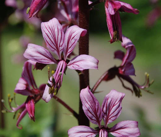 Burning Bush Dictamnus Fraxinella – Hardy Garden Flower Seeds