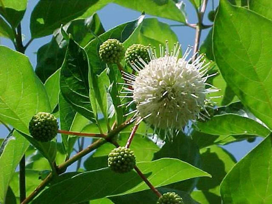 Common Buttonbush Cephalanthus Occidentalis – Ornamental Shrub Seeds