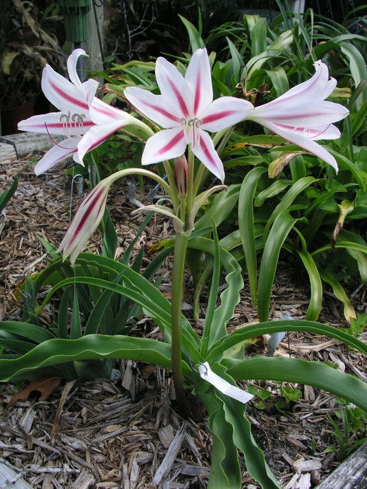 Crinum Lily Scabrum Starburst Small-size Bulb New - Flower Seeds