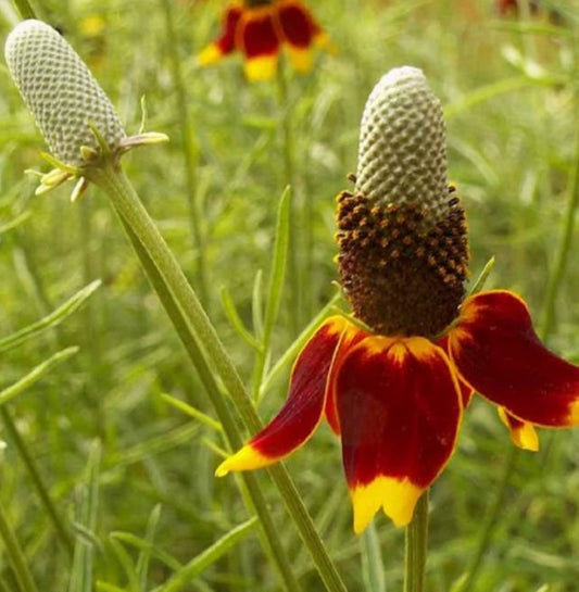 Mexican Hat Ratibida Columnifera – Drought Tolerant Flower Seeds