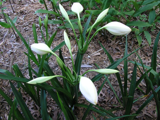 Crinum Lily Jagus Scillafolia Small-Size Bulb New Rare Vanilla Scent