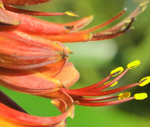 New Zealand Flax Phormium Tenax Purpureum – Ornamental Plant Seeds