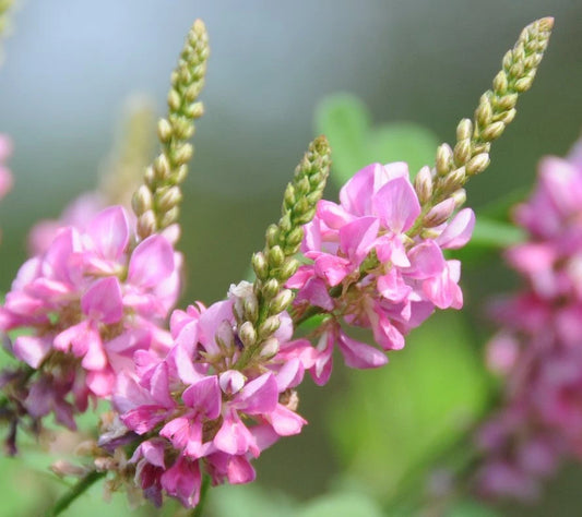 Indigofera Pseudo Tinctoria Chinese True Indigo Shrub Seeds Ground Cover – Garden Flower Seeds