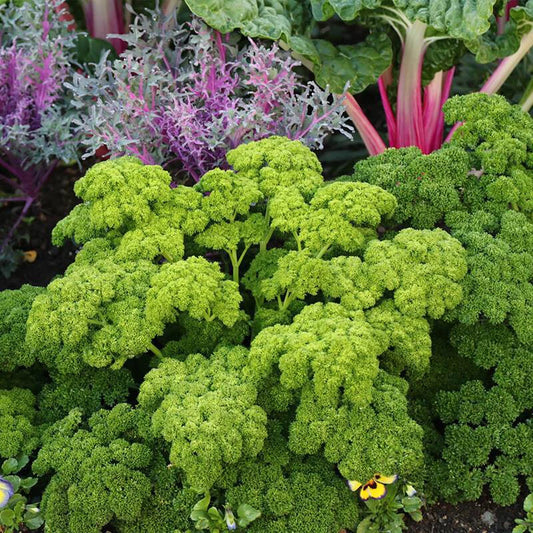 PARSLEY SEEDS MOSS CURLED Petroselinum crispum Herb Garden - Herb Seeds