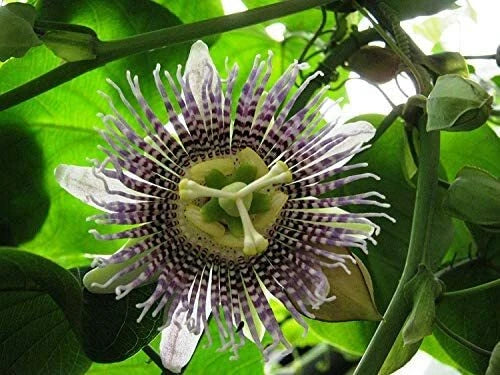 Sweet Sugar Passiflora Ligularis – Fruit Tree Seeds