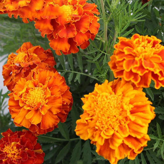 French Marigold Sparky Mixed Colors Tagetes Patula Flower Seeds -