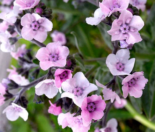 Forget Me Not Cynoglossum Amabile – Chinese Mystic Pink Flower Seeds