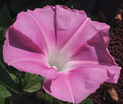 Morning Glory Ipomoea Nil – Japanese Morning Call Pink Flower Seeds