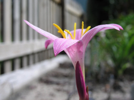 Rain Lily Zephyranthes – Mixed Flower Seeds