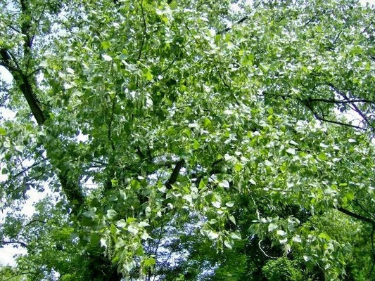 Eastern Cottonwood Populus Deltoides – Hardy Ornamental Tree Seeds