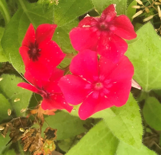 Red Scarlet Phlox Drummondii – Pollinator Friendly Flower Seeds