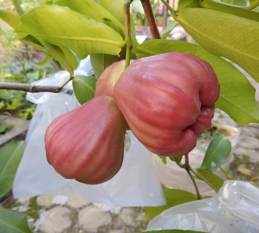 Graftedd Syzygium Aqueum King Rose Fruit Tree – Hardy Flower Seeds