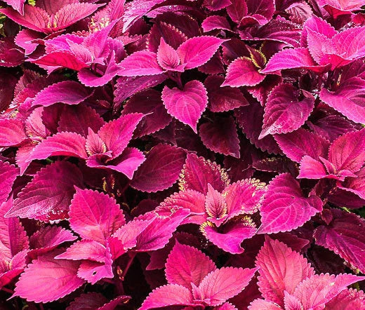 Coleus Solenostemon Scutellarioides – Jazz Velvet Garden Seeds