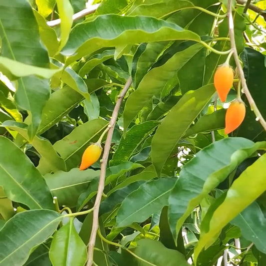Mimusops Elengi – Fragrant Spanish Cherry Tree Seeds