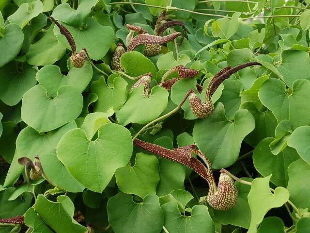 Aristolochia Ringens Seeds Gaping Dutchmans Pipe Vine Category eg, Flower Seeds