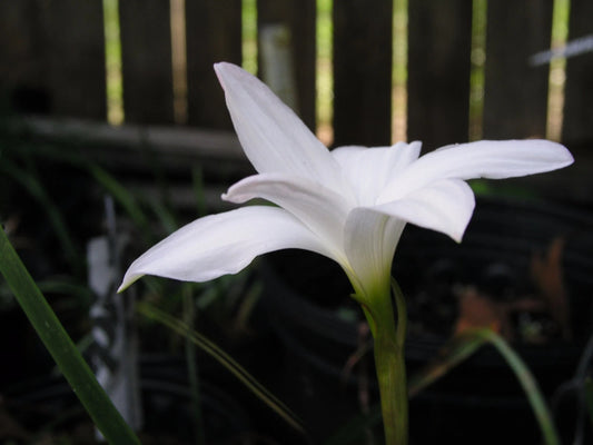 Rain Lily Zephyranthes Norma Pearl Habranthus - Flower Seeds