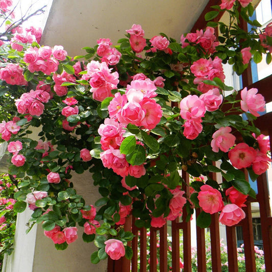 Climbing Rose Seeds – Climbing, Perennial Flower Seeds
