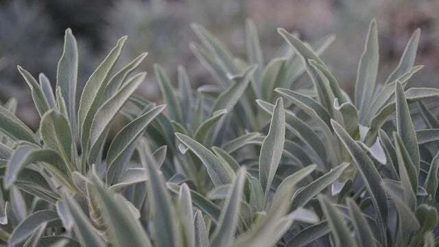 White Sage – Herb Seeds