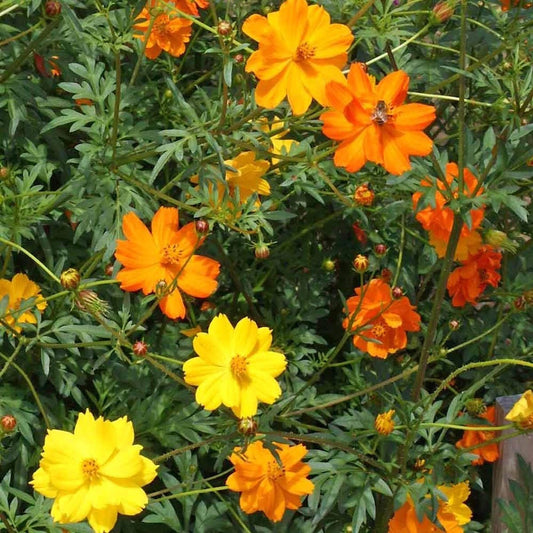 Bright Lights Mixed Sulphur Cosmos – Colorful Wildflower Seeds