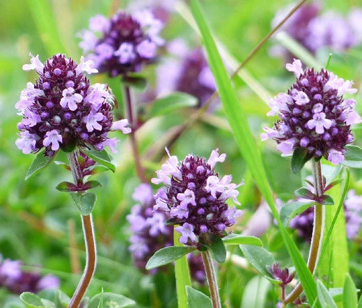 Creeping Thyme Thymus Serpyllum Hardy Groundcover Herb Seeds