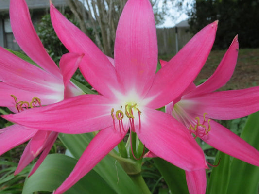 Crinum Lily Mystery – Fragrant Flower Seeds