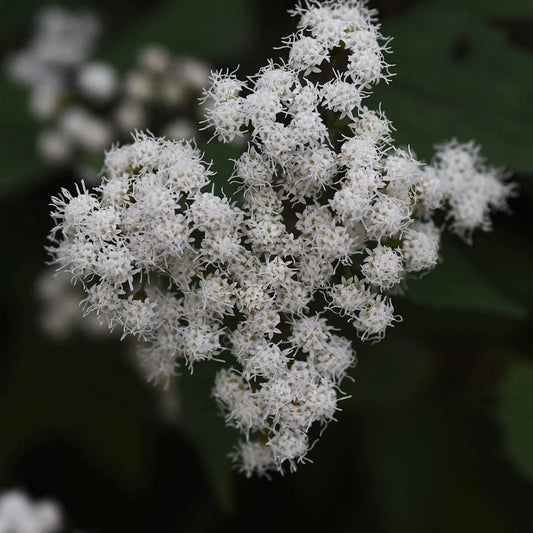Tall Boneset Eupatorium Altissimum – Hardy Wildflower Garden Seeds
