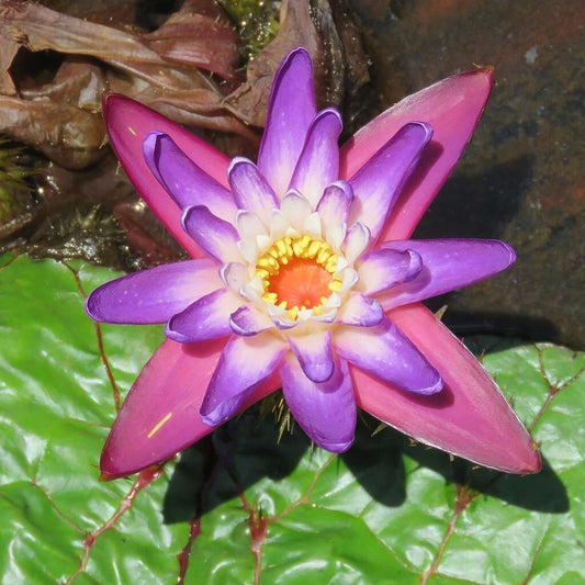 Prickly Water Lily Euryale Ferox – Aquatic Edible Pond Seeds