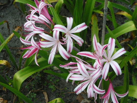 Crinum Lily Baconi Maurine Spinks Small-Size Bulb
