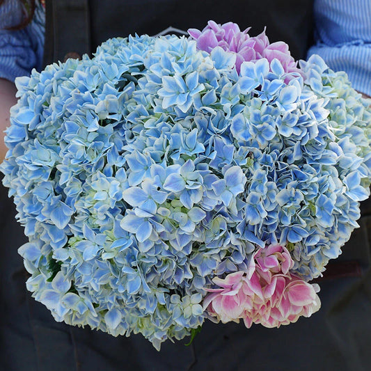 Pcs Hydrangea Seeds – Garden Flower Seeds