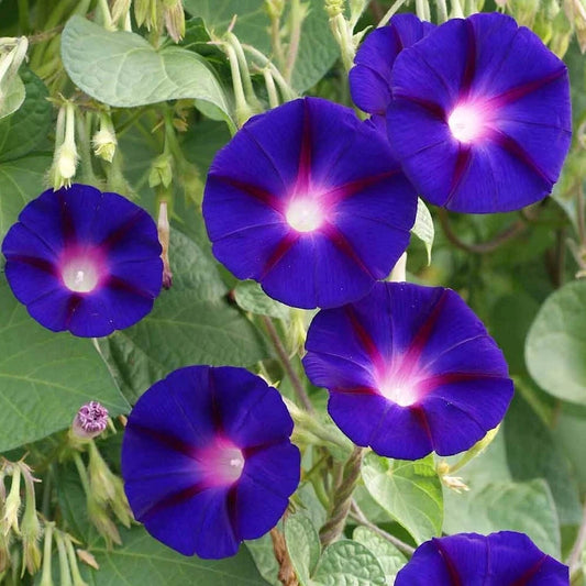 Grandpa Ott Morning Glory – Colorful Wildflower Garden Seeds