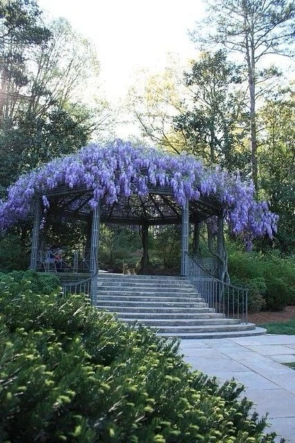Blue Rain Wisteria – Climbing Flowering Vine Seeds
