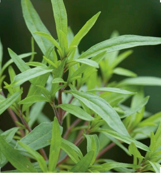 Summer Savory Satureja Hortensis Fragrant Culinary Herb Seeds